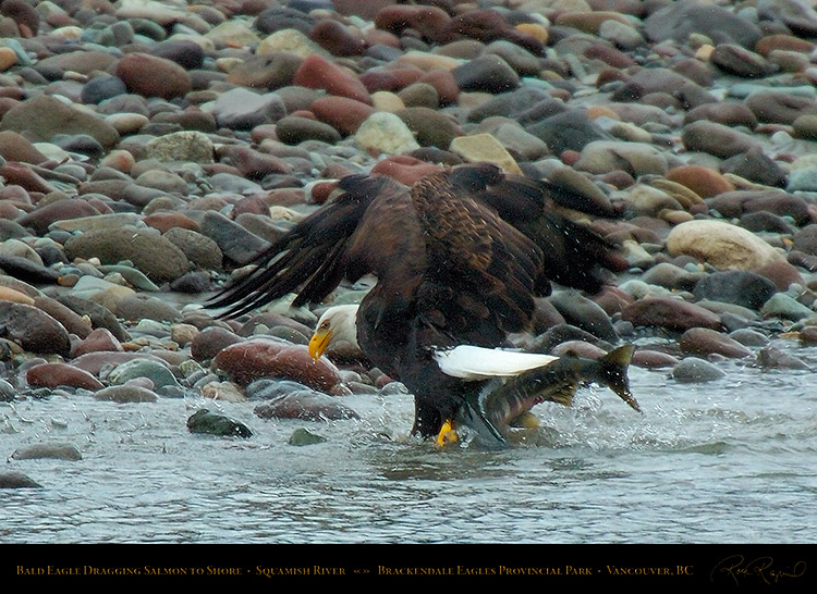 BaldEagle_withSalmon_8621