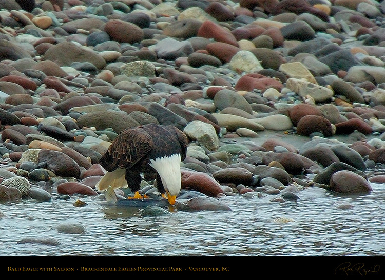 BaldEagle_withSalmon_8630c