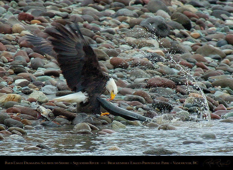 BaldEagle_withSalmon_8633