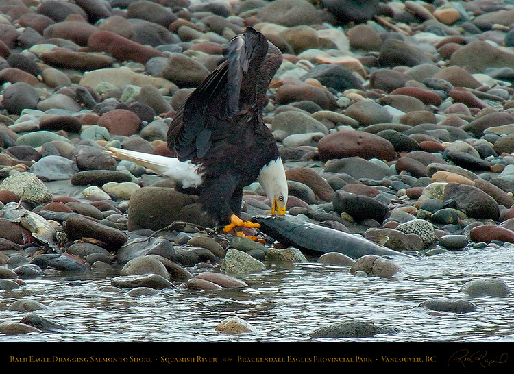 BaldEagle_withSalmon_8653