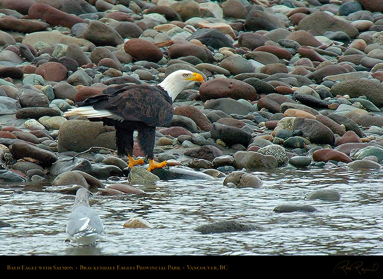 BaldEagle_withSalmon_8656