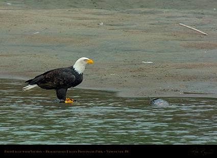 BaldEagle_withSalmon_8663