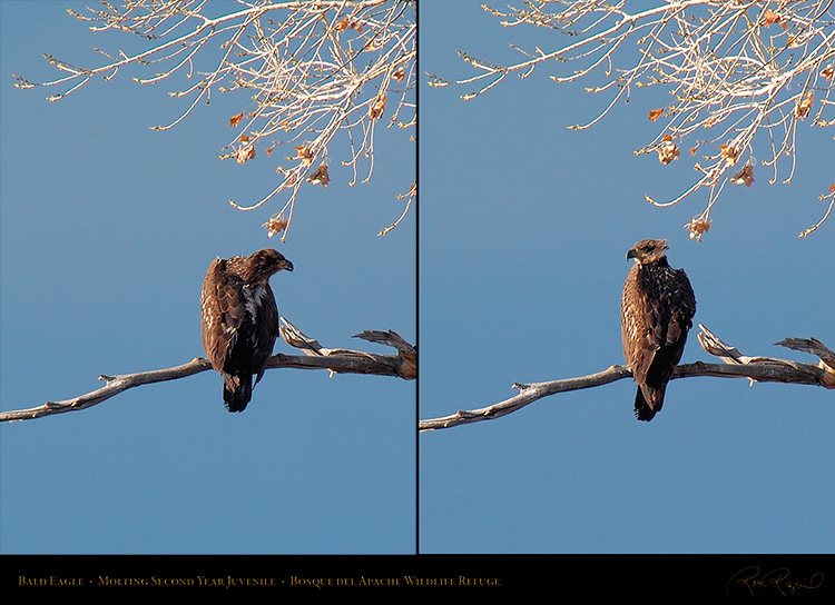 BaldEagle_MoltingJuvenile_3735_3747c