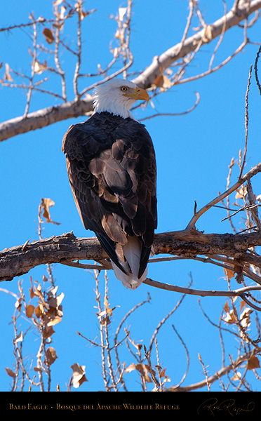 BaldEagle_X6619