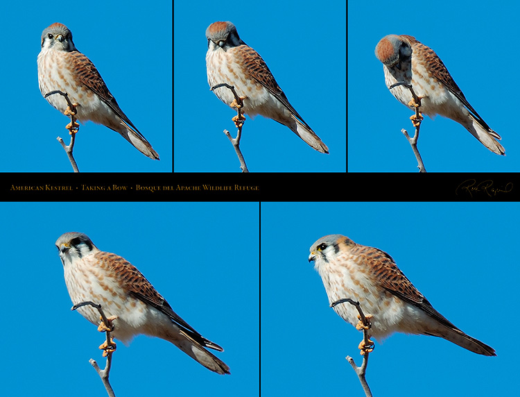 AmericanKestrel_Taking_aBow_M