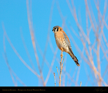 Kestrel_2590M