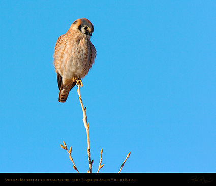 Kestrel_2941M