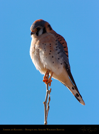 Kestrel_6018