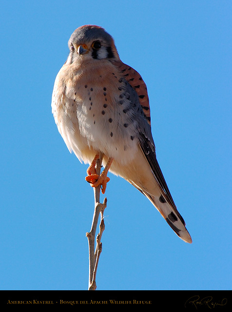 Kestrel_6025