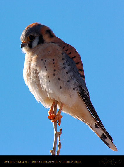 Kestrel_6029