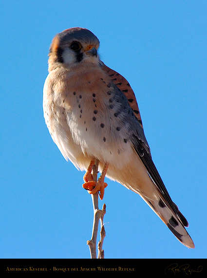 Kestrel_6035