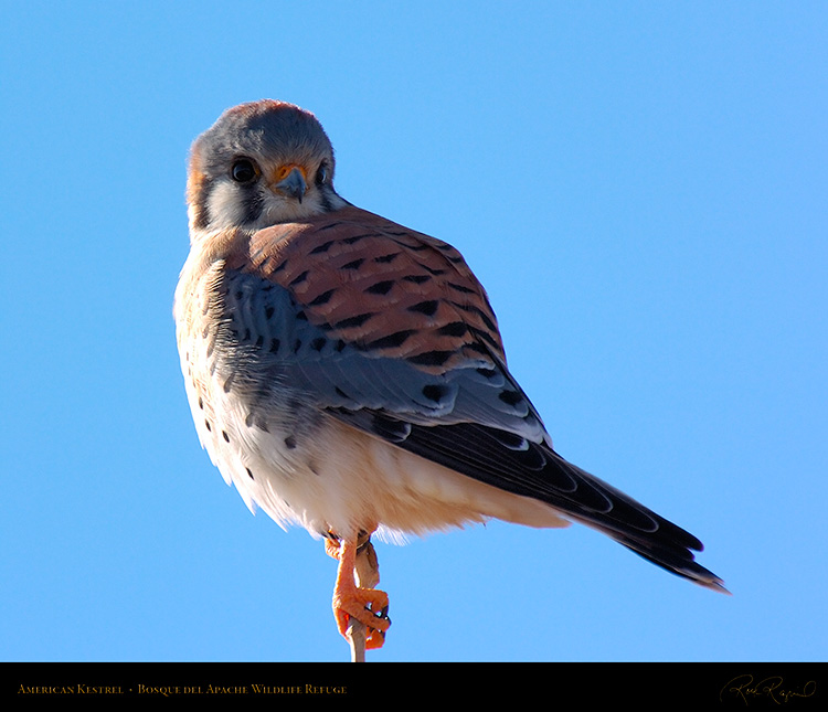 Kestrel_6045M