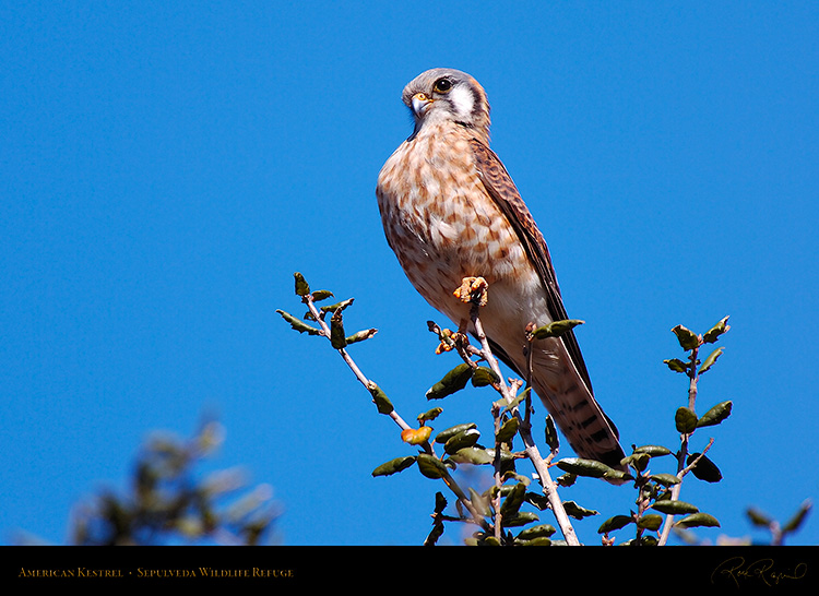 Kestrel_Attitude_HS3161