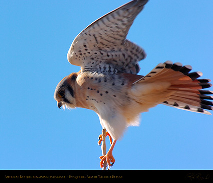 Kestrel_Balance_Issue_6039M