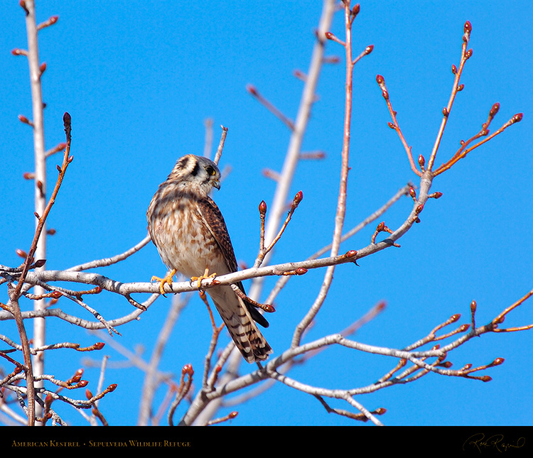 Kestrel_HS2668M