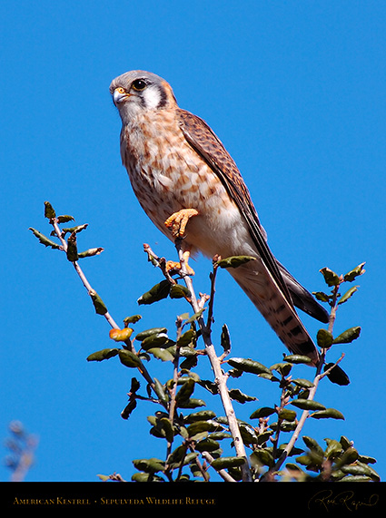 Kestrel_HS3121c