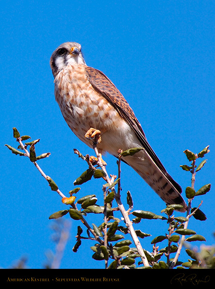 Kestrel_HS3132c