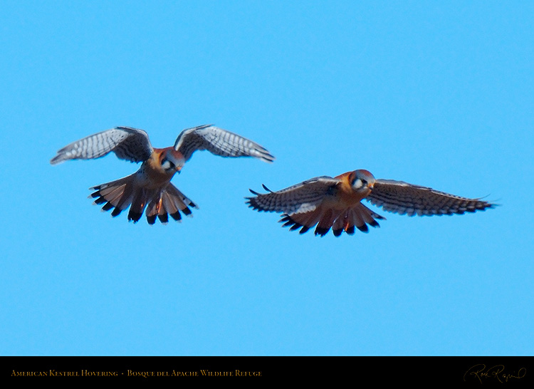 Kestrel_Hovering_X9035_41