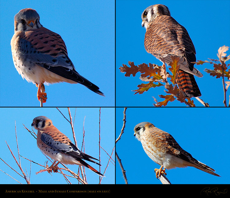 Kestrel_Male_Female_Comparison_M