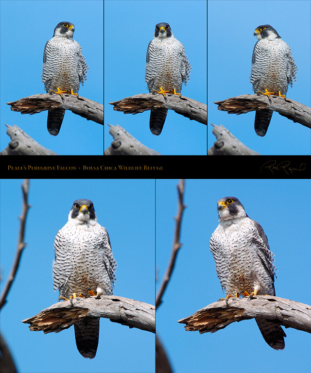 Peales_Peregrine_Falcon_SXL