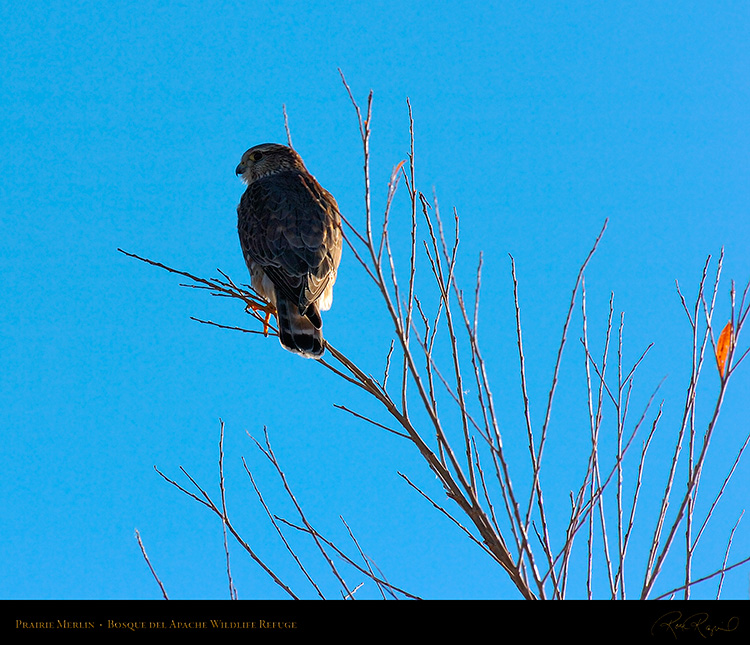 Prairie_Merlin_3373M