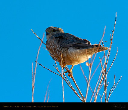 Prairie_Merlin_4107c_M