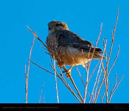 Prairie_Merlin_4109c_M