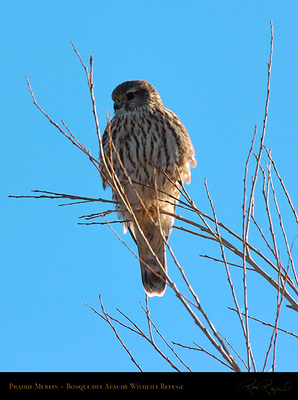 Prairie_Merlin_5875