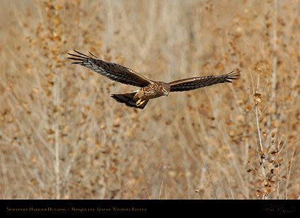 Harrier_Hunting_5125