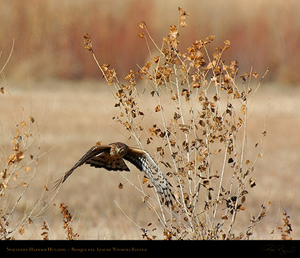 Harrier_Hunting_5142M