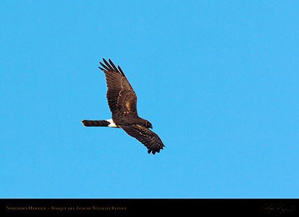 NorthernHarrier_2626