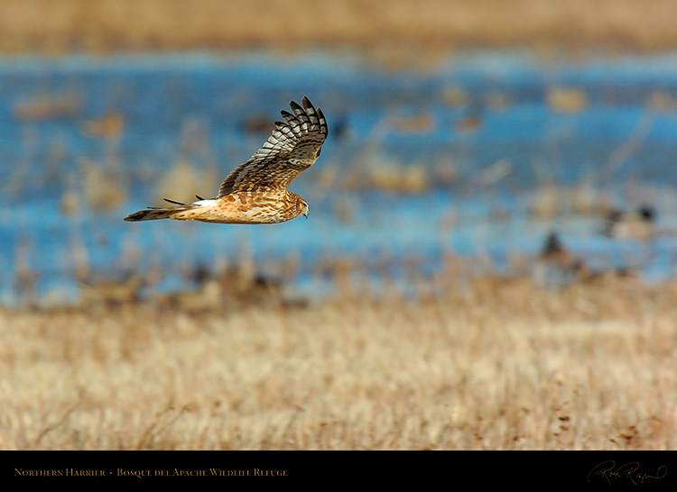 NorthernHarrier_4131