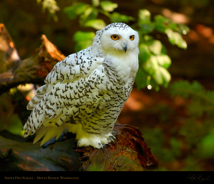 SnowyOwl_Female_7709M