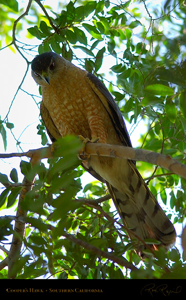 CoopersHawk_0402c