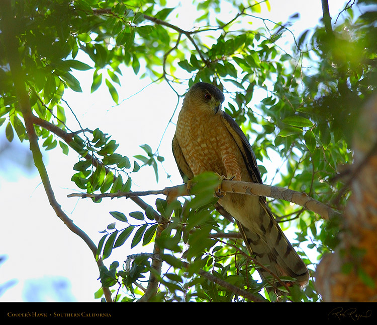 CoopersHawk_0403M