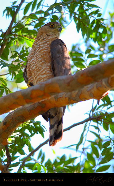 CoopersHawk_0499