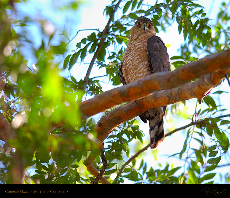 CoopersHawk_0510M