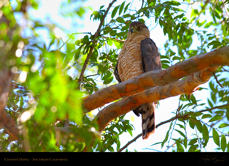 CoopersHawk_0513