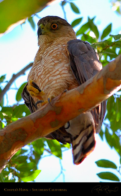 CoopersHawk_0519c