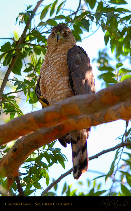 CoopersHawk_0522c