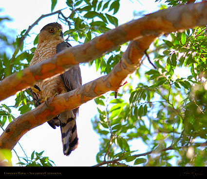 CoopersHawk_0532M