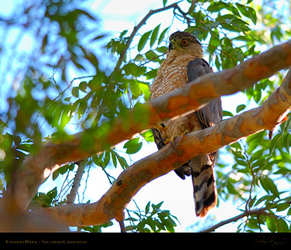 CoopersHawk_0533M