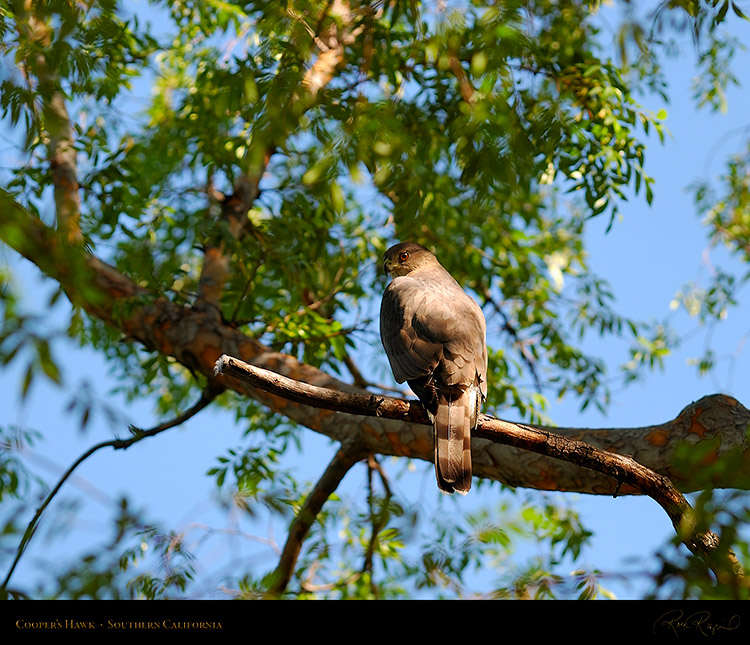 CoopersHawk_3224M