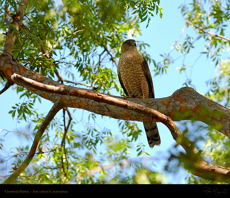 CoopersHawk_3249M