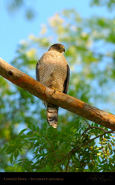 CoopersHawk_3351