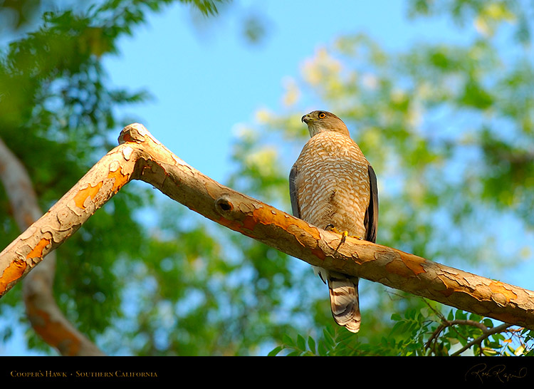 CoopersHawk_3369