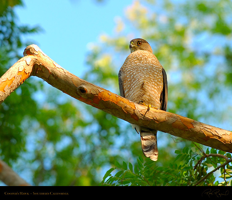 CoopersHawk_3372M