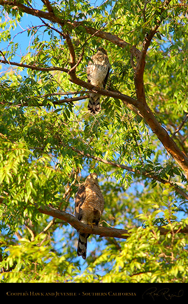 CoopersHawk_andJuvenile_0609