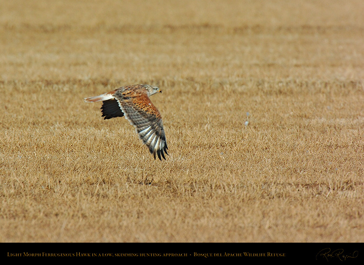 FerruginousHawk_SkimmingApproach_2442