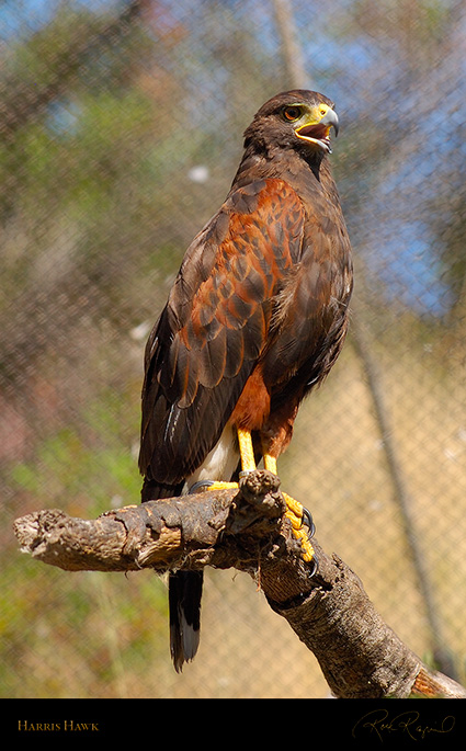 HarrisHawk_3502